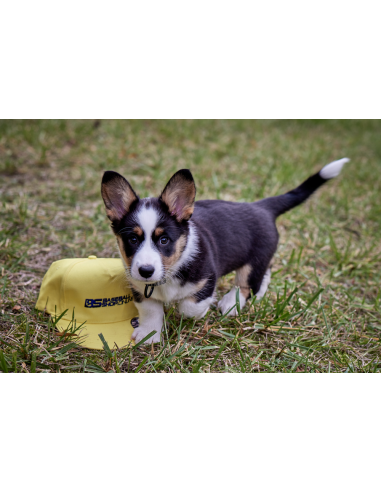 Casquette de baseball avec visière droite, couleur vieil argent (gris)